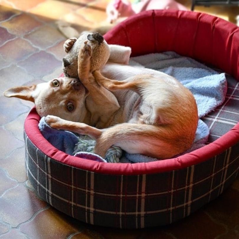 Comfortable pet-friendly hotel room in Killarney