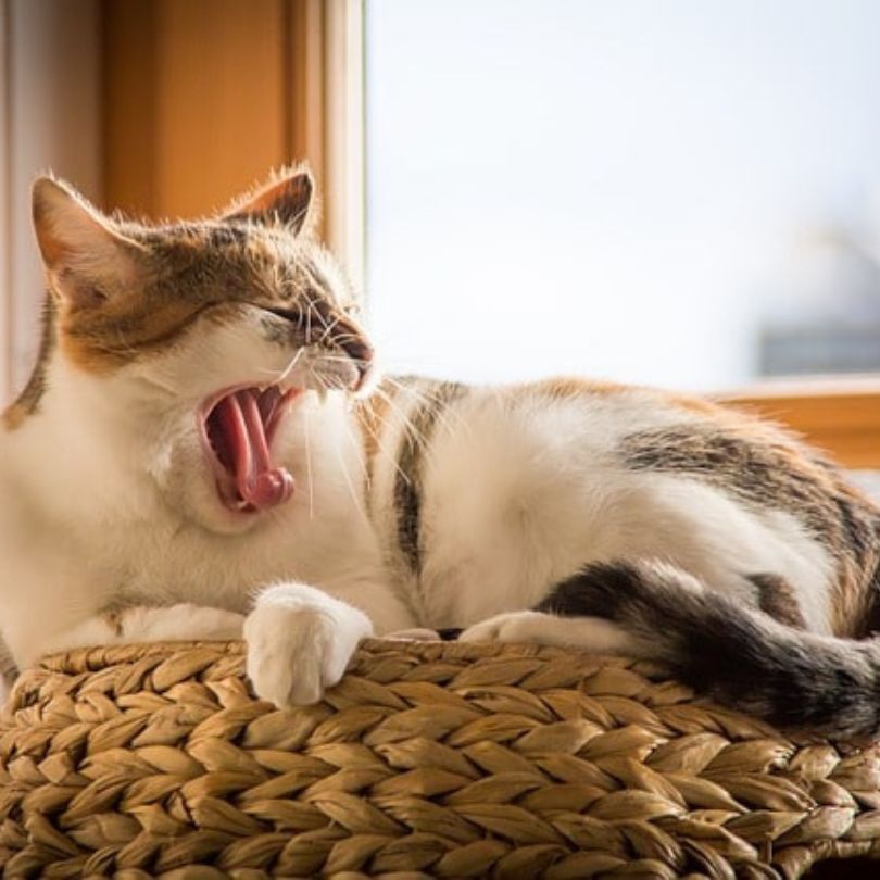 Pet-friendly Killarney accommodation for exploring County Kerry